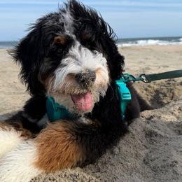 Bernedoodle, Bernese Mountain Dog, and Poodle Puppies from NJ Bernedoodles