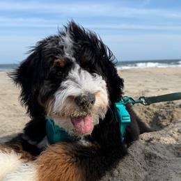 Bernedoodle, Bernese Mountain Dog, and Poodle Puppies from NJ Bernedoodles