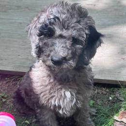 Dendritic - Merle male Goldendoodle puppy in Philadelphia, Pennsylvania from Jah’s Retrievers
