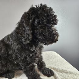 Poodle Puppies from PDX Doodle Works