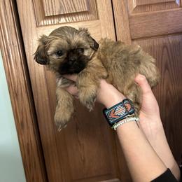 Shih Tzu Puppies from D’s Shih Tzu