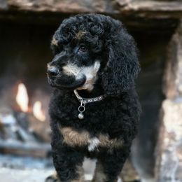 Shilly Shally - Grey Collar - Brown male Poodle puppy in Springfield, Oregon from Valaurah Farms