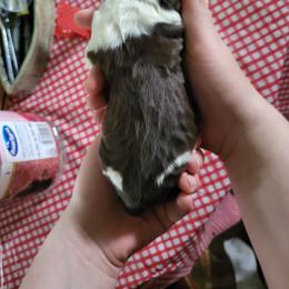 Suade - Liver white and tan male English Springer Spaniel puppy in Derby, Vermont from Ledge N' Tree English Springer Spaniels