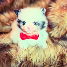 Merle boy - Blue merle male Pomeranian puppy in Milwaukee, Wisconsin from Dolcebellezza’s Poms