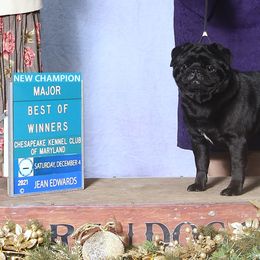 Pug All Grown Up from Siena Rose Pugs