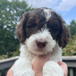 Girl 4 - Liver white and tan female Springerdoodle puppy in Sterling, Michigan from Springerdoodles In MI