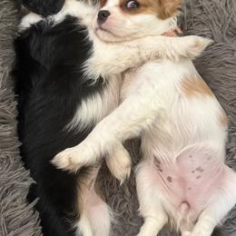 Coffe Cup - Tri-color female Cavalier King Charles Spaniel puppy in Santa Rosa, California from George's Cavalier King Charles Spaniels