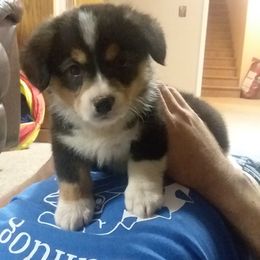 Pembroke Welsh Corgi Puppies from Havaheart Corgis