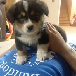 Pembroke Welsh Corgi Puppies from Havaheart Corgis