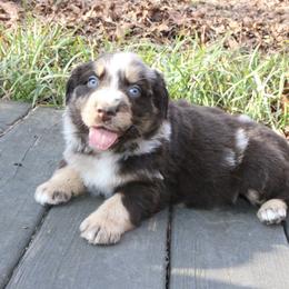 Teddy - Red merle male Australian Shepherd puppy in Macon, Georgia from Shaina’s Shepherds