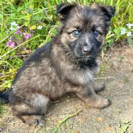 Denali - Red girl - Sable female German Shepherd puppy in Oakley, California from Von Guadachi German Shepherds & Audacity Border Collies