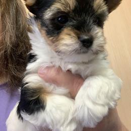 Boy 2 1100 - Parti male Yorkshire Terrier puppy in Douglas, Georgia from Southern Georgia Yorkies and biewers