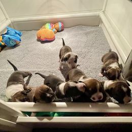 American Staffordshire Terrier Puppies from Tradewind American Staffordshire Terriers