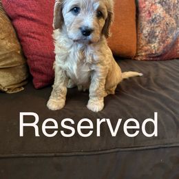 Boy 4 - male Cavapoo puppy in Tempe, Arizona from Springerdoodles Plus AZ