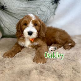 Oakley - Red male Bernedoodle puppy in Glendale, Arizona from CocoLove Doodles