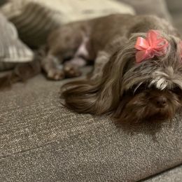 Molly - Shih Tzu