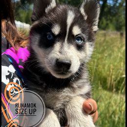 Runamok Size Up - Black and white male Pomsky puppy in St. Maries, Idaho from Runamok Farm