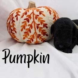 Pumpkin - Black female Goldendoodle puppy in Cedartown, Georgia from Loyal Doodles