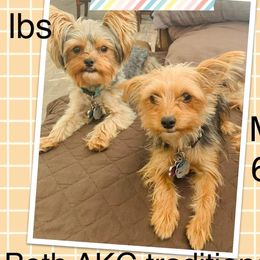 Yorkshire Terriers from Ohana Yorkies by Patricia
