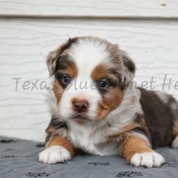 Girl 4 - Red merle female Miniature Australian Shepherd puppy in Lubbock, Texas from Texas Bluebonnet Herders