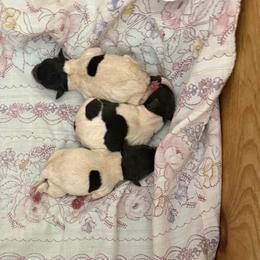 Pup E - White black and tan female Toy Fox Terrier puppy in Clermont, Florida from Debbie Hiles's Toy Fox Terriers