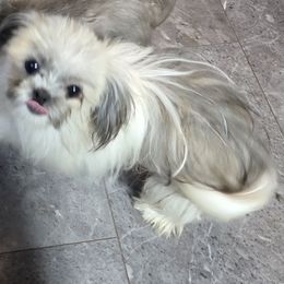 Laila - Mi-Ki