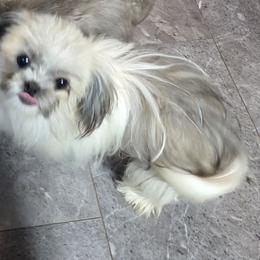 Laila - Mi-Ki
