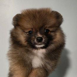 Onyx - Orange sable male Pomeranian puppy in Wildersville, Tennessee from RoyalRarity's Poms & Enrichment