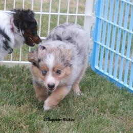 Miniature Australian Shepherd and Toy Australian Shepherd Puppies from Sapphire Stables