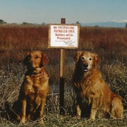 Golden Retrievers from Koloa Hunting Goldens