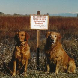 Golden Retrievers from Koloa Hunting Goldens