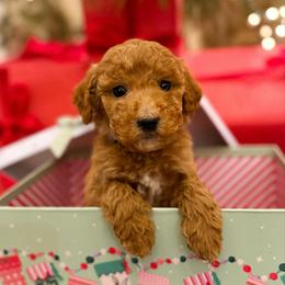 Rudolph - Red  male Goldendoodle puppy in Wilson, North Carolina from Cedar Creek Doodles