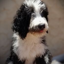 Aster - Tri-color Bernedoodle puppy in Mesa, Arizona from Cookies and Cream Doodles