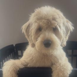 Sugar - Cream female Australian Labradoodle puppy in Morristown, New Jersey from English Manor Labradoodles