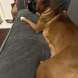 Lottie - Boxer