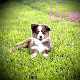 Girl 2 - Miniature Australian Shepherd puppy in Love County, Oklahoma from 6C Aussies