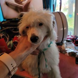 Crystal Blue Persuasion - White and black Chinese Crested puppy in Savannah, Georgia from Dragonwing Kennel