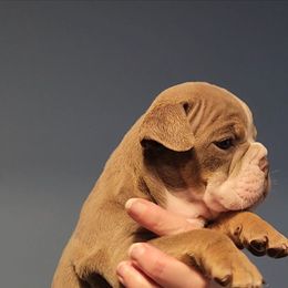 Bulldog Puppies from Wiggle Butts Bulldogs