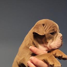 Bulldog Puppies from Wiggle Butts Bulldogs