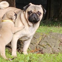 Pugs from Swift Pigd