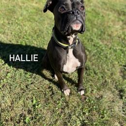 Hallie - Boxer