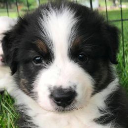 Australian Shepherds from WillC Australian Shepherds