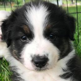 Australian Shepherds from WillC Australian Shepherds