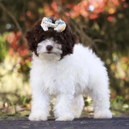 Athena - Poodle