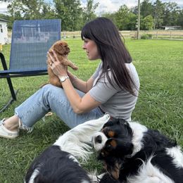 Cavalier King Charles Spaniel Puppies from Reynolds Farms Cavaliers