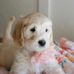 Goldendoodle Puppies from Penny Lou’s Doodles