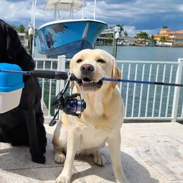 Labrador Retrievers from Fishdogs Labradors