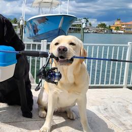 Labrador Retrievers from Fishdogs Labradors