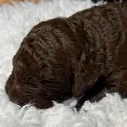 Love Nugget - Chocolate male Goldendoodle puppy in Mc Kinney, Texas from Flair Doodles