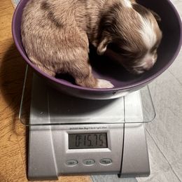 Miniature Australian Shepherd and Toy Australian Shepherd Puppies from Cherry Grove Kennel